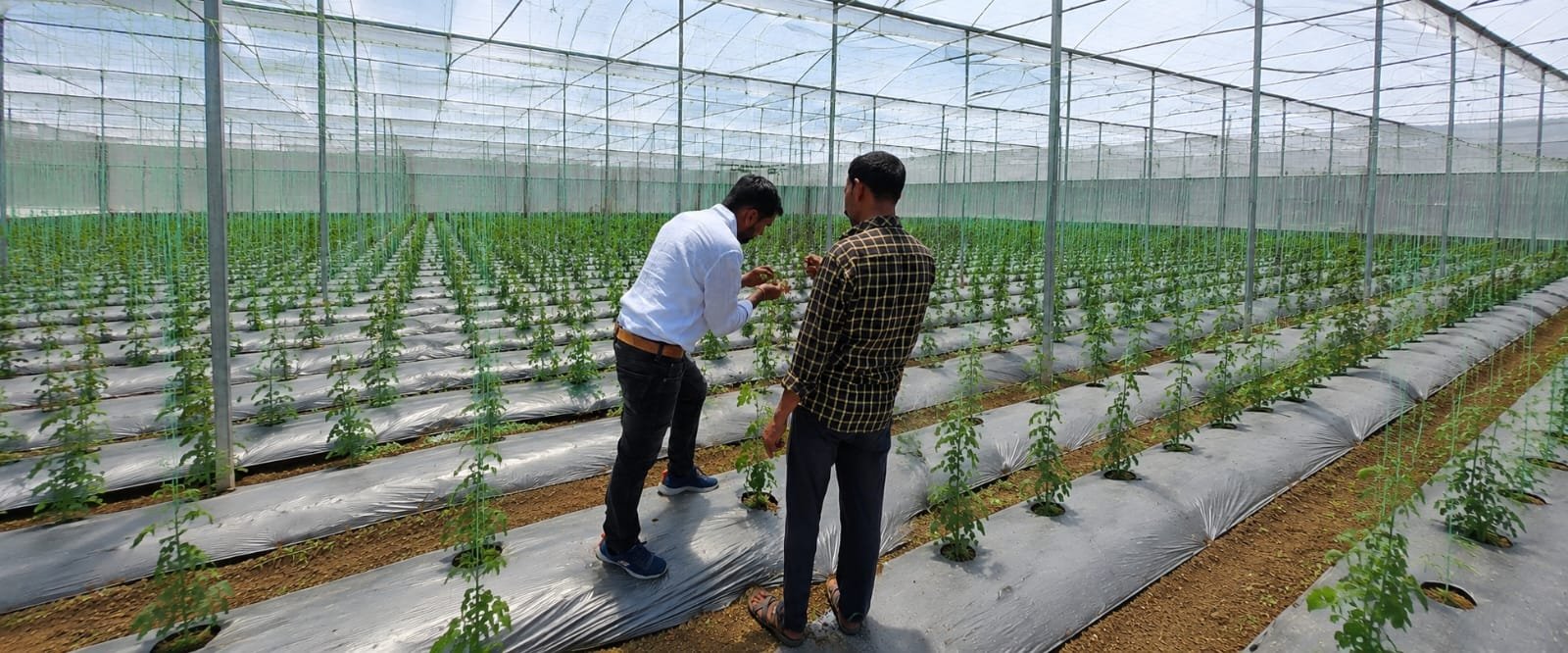 Modern Agriculture